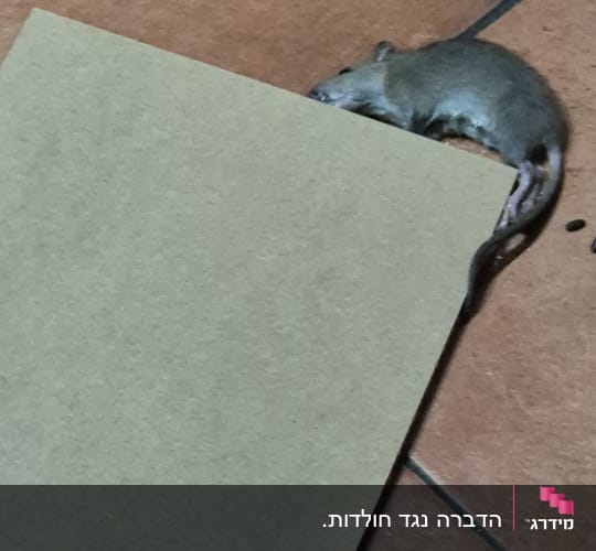 עכבר מת על רצפה ליד לוח קרטון